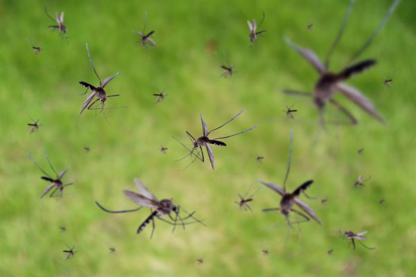 Mosquito Eradication