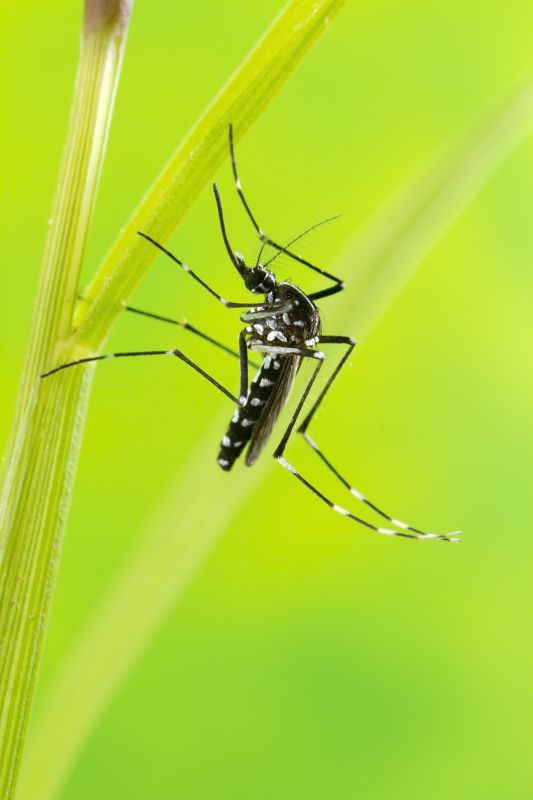Spring Mosquito And Fly Control Solutions For Commercial Properties